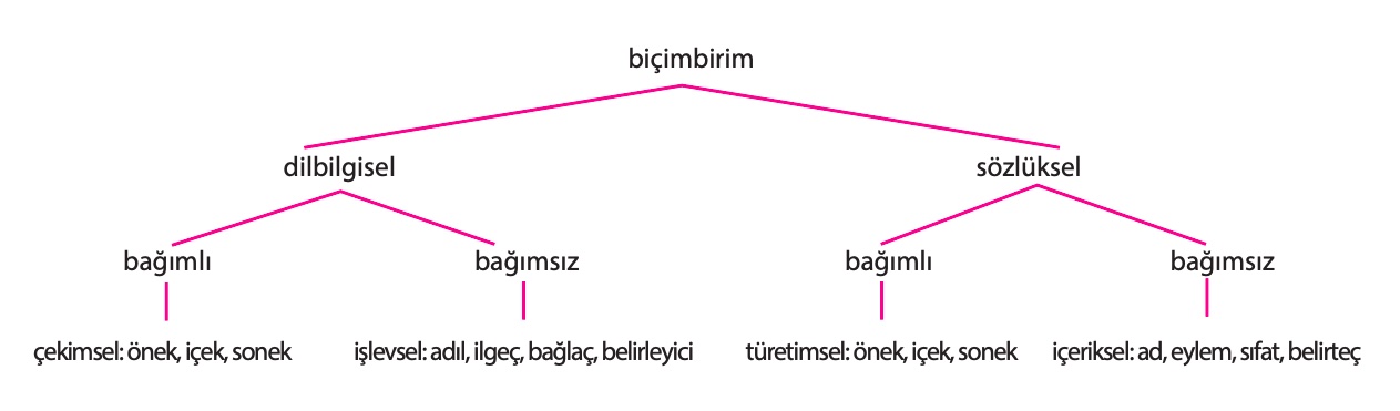 Biçimbirim Türleri Nelerdir